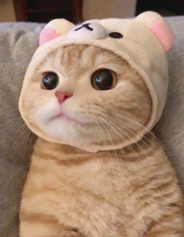 냥이는 사지말고 분양받으세요